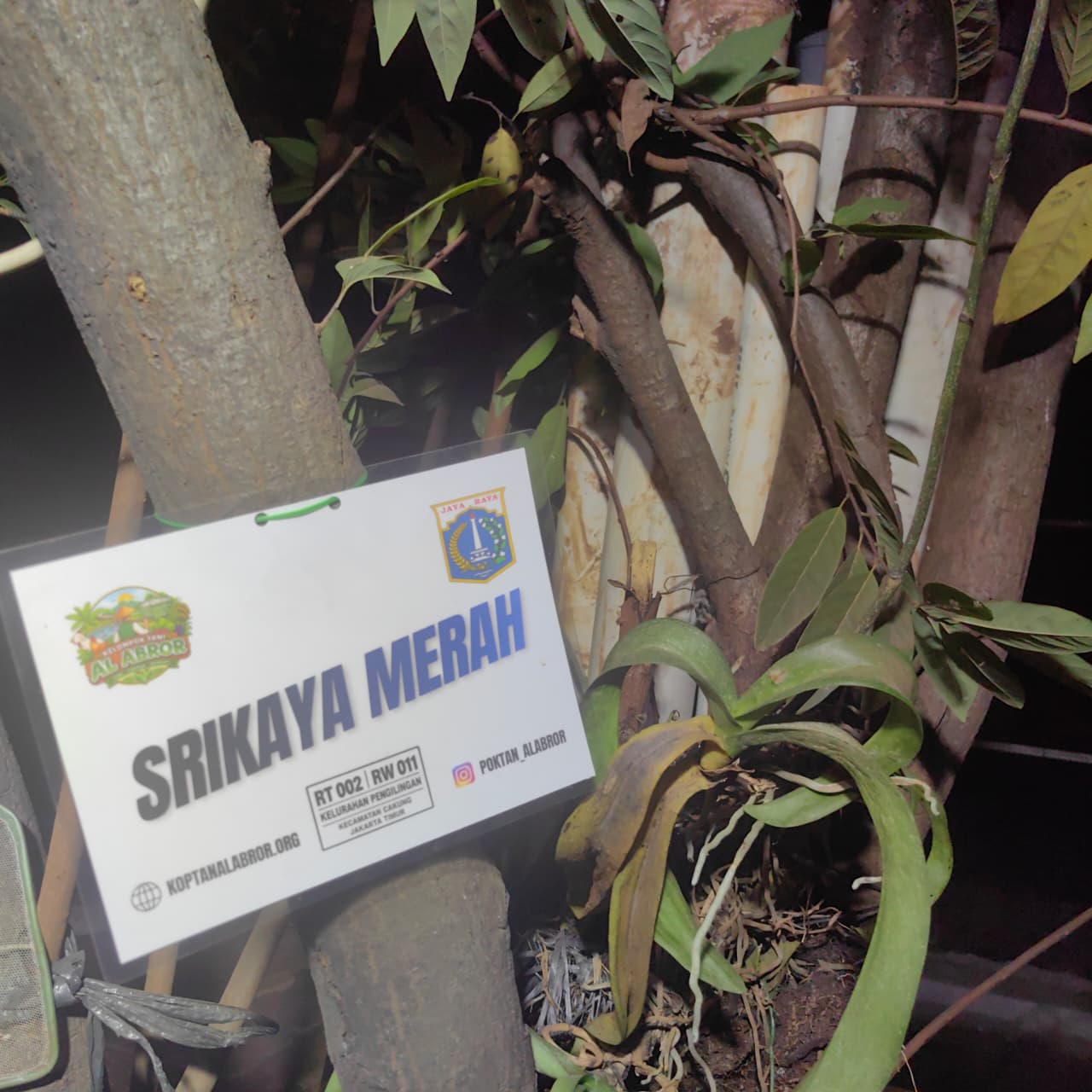 Srikaya Merah